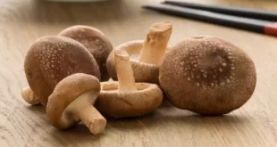 Hongo Shiitake: Propiedades, Beneficios y Contraindicaciones