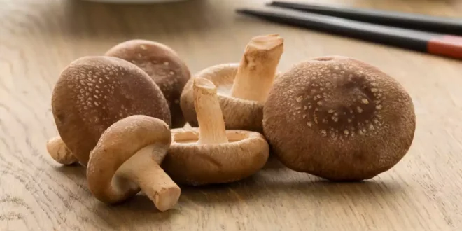 Hongo Shiitake: Propiedades, Beneficios y Contraindicaciones
