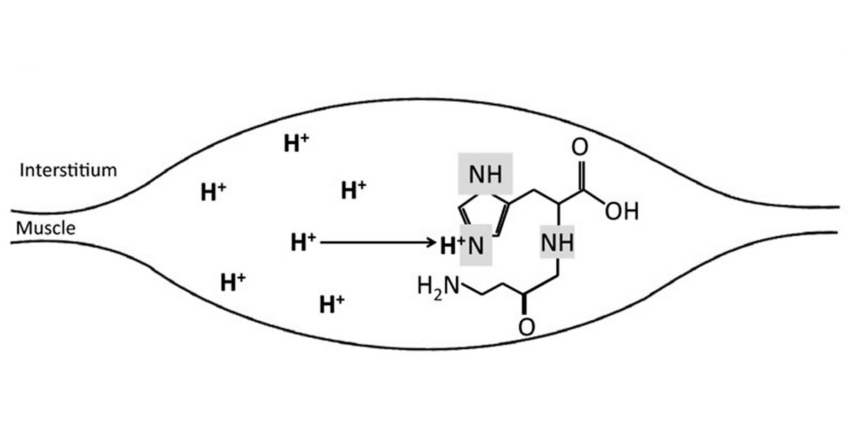 Histidina Qué es, Beneficios y Propiedades HSN Blog