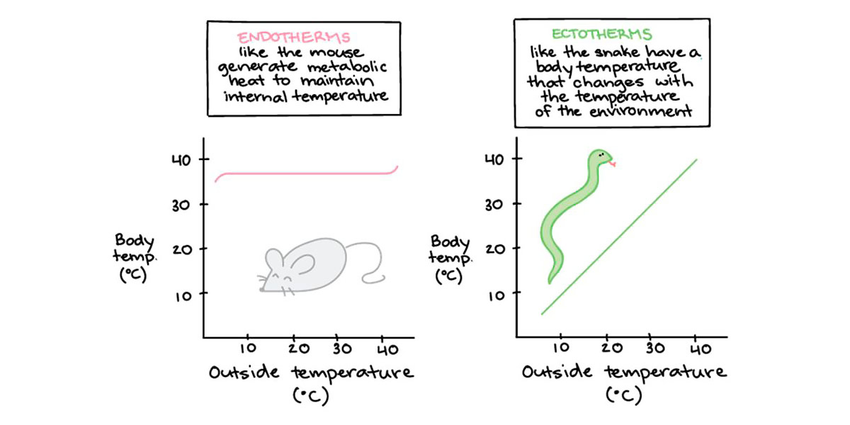 temperatura corporal