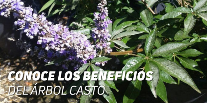 Vitex Agnus Castus: Propiedades y Beneficios para la Salud Femenina Vitex Agnus Castus: Propiedades y Beneficios para la Salud Femenina