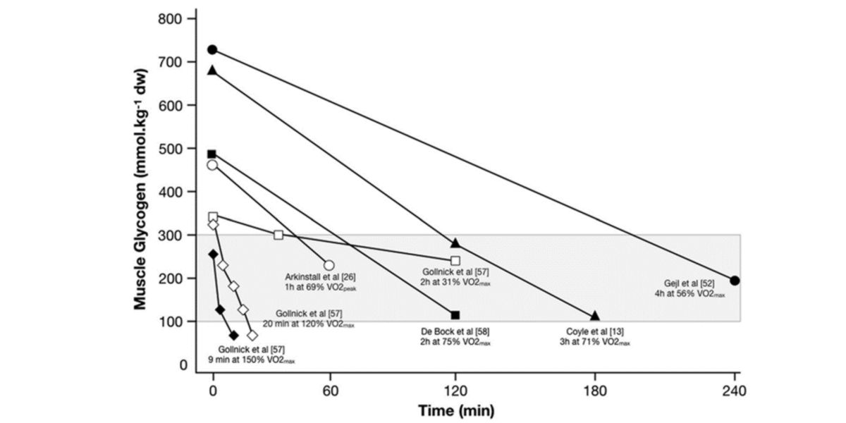 Glycogen concentrations