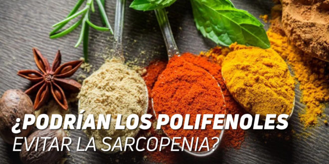 ¿Podrían los Polifenoles Evitar la Sarcopenia? ¿Podrían los Polifenoles Evitar la Sarcopenia?