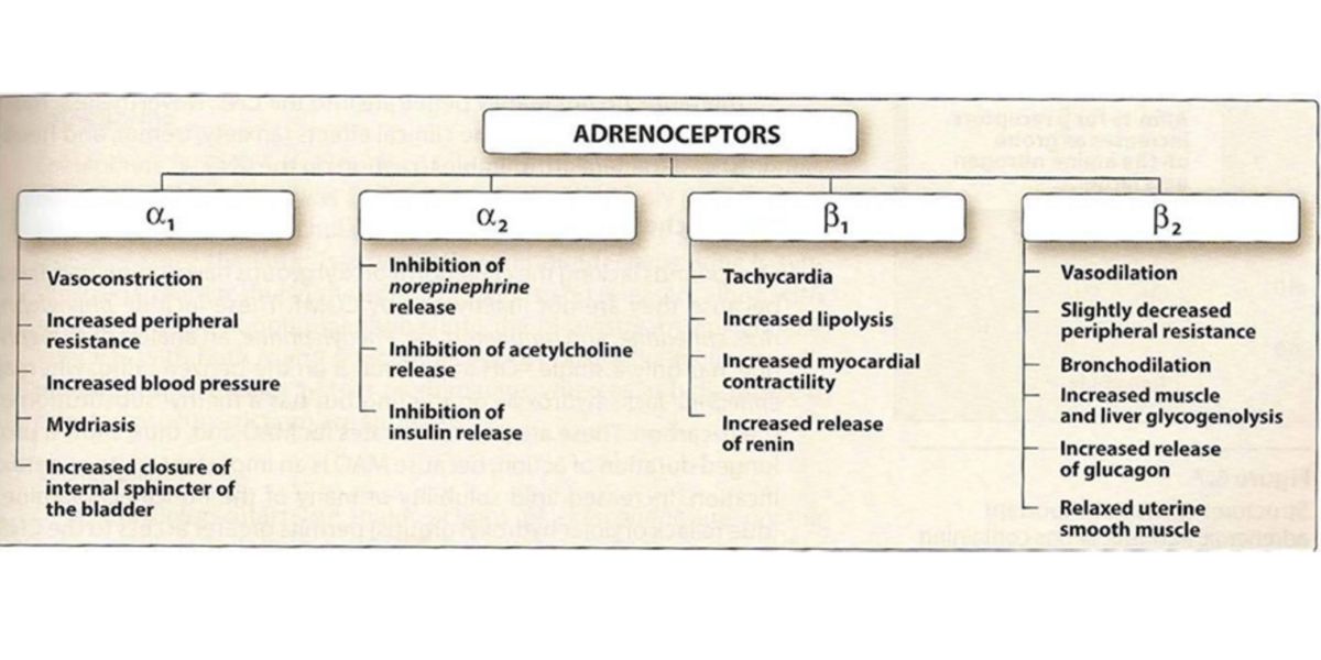 Adrenoreceptores