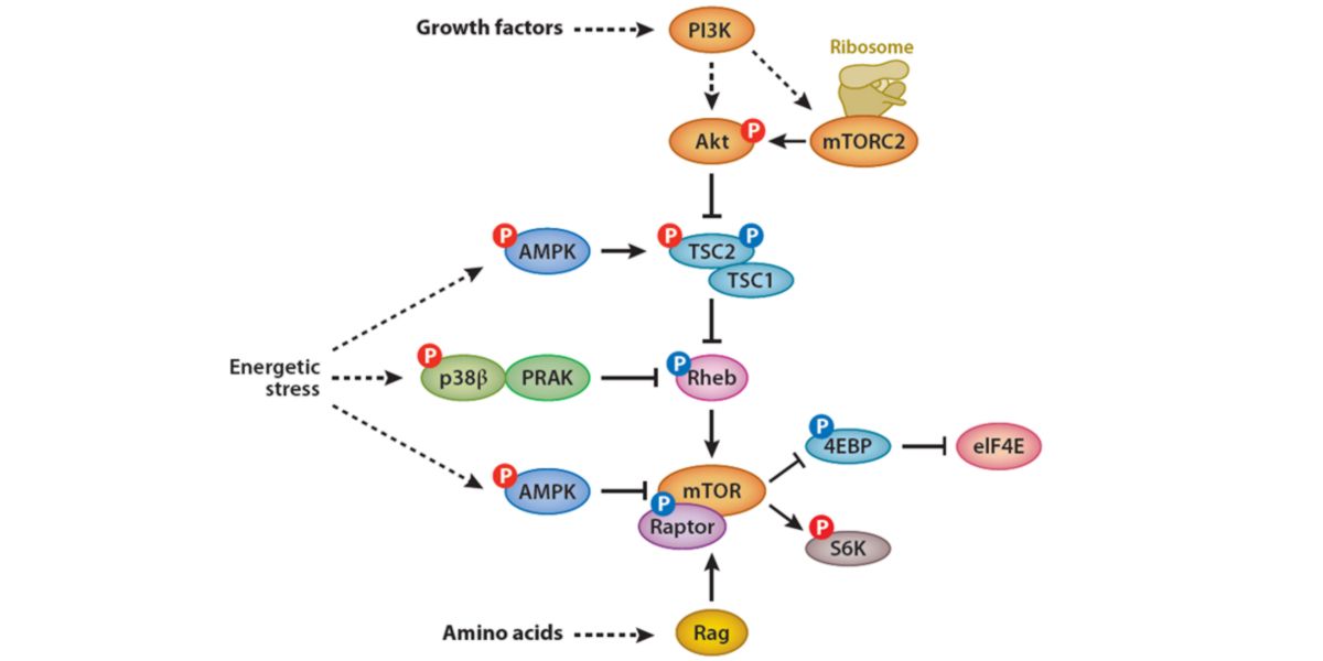 Relation biomoléculaire