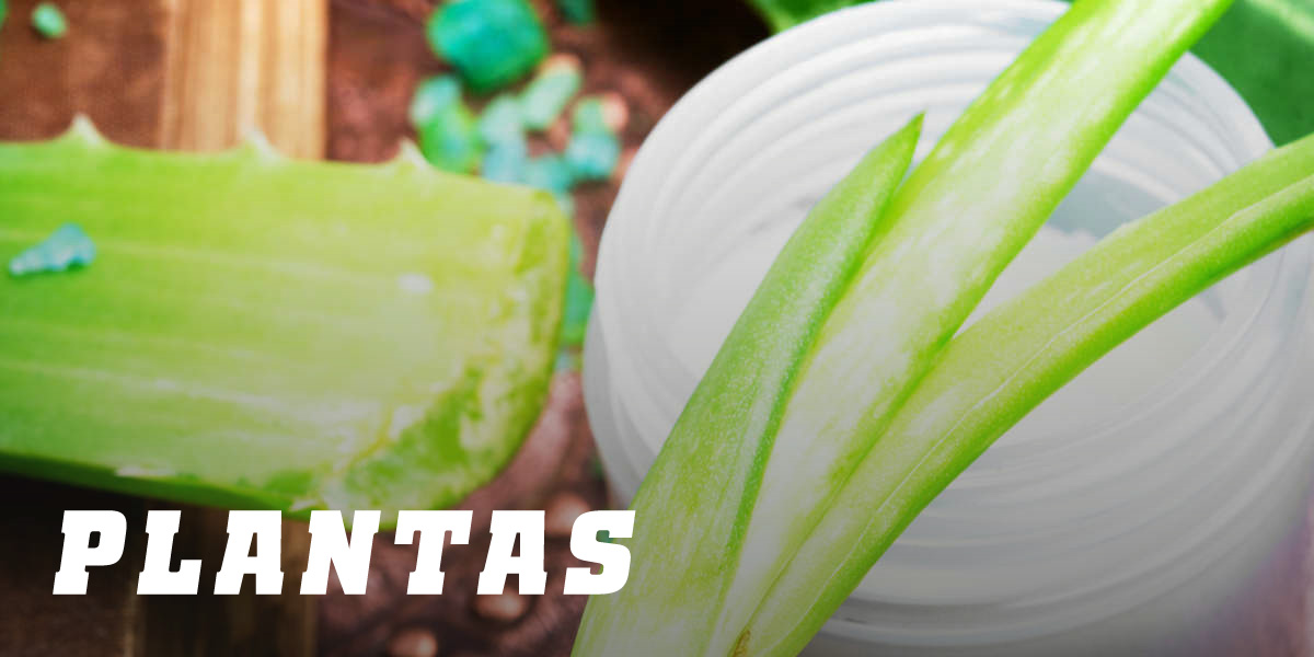 Plantas Plantas