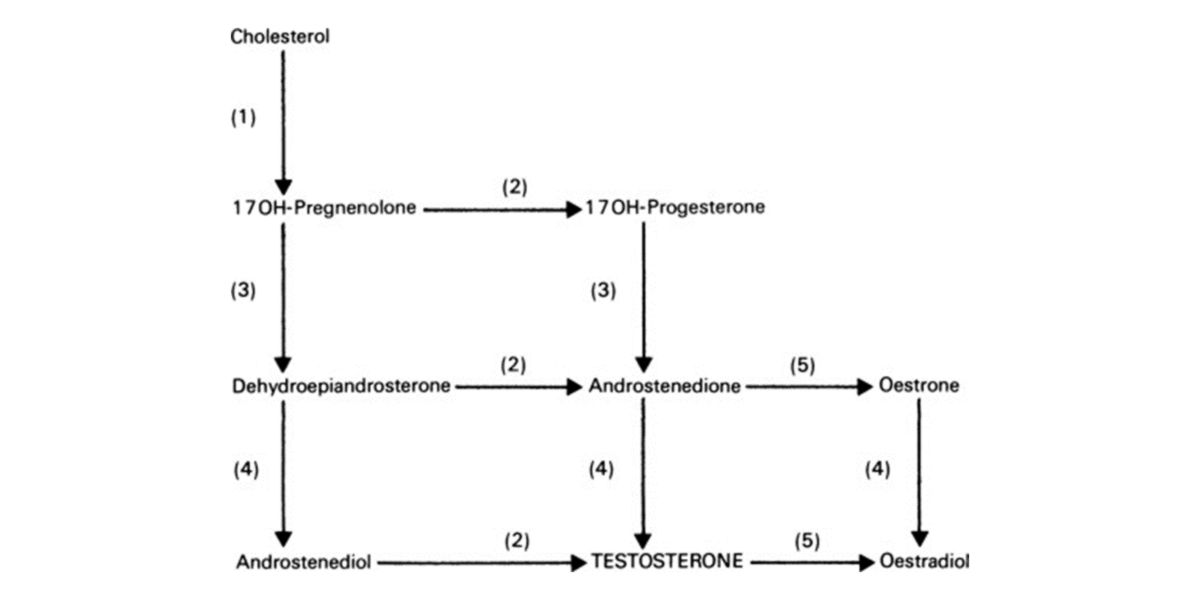 Síntesis hormonas sexuales