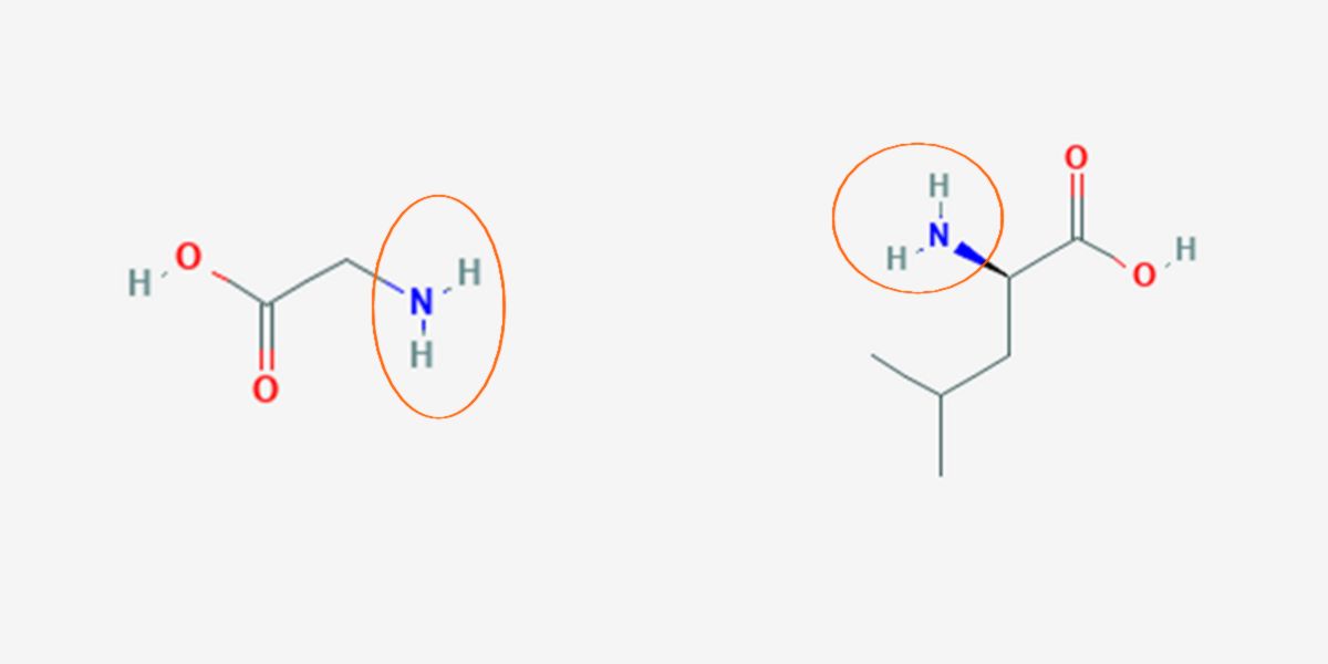 Glicina ¿Cuáles son sus Funciones más Importantes? HSN