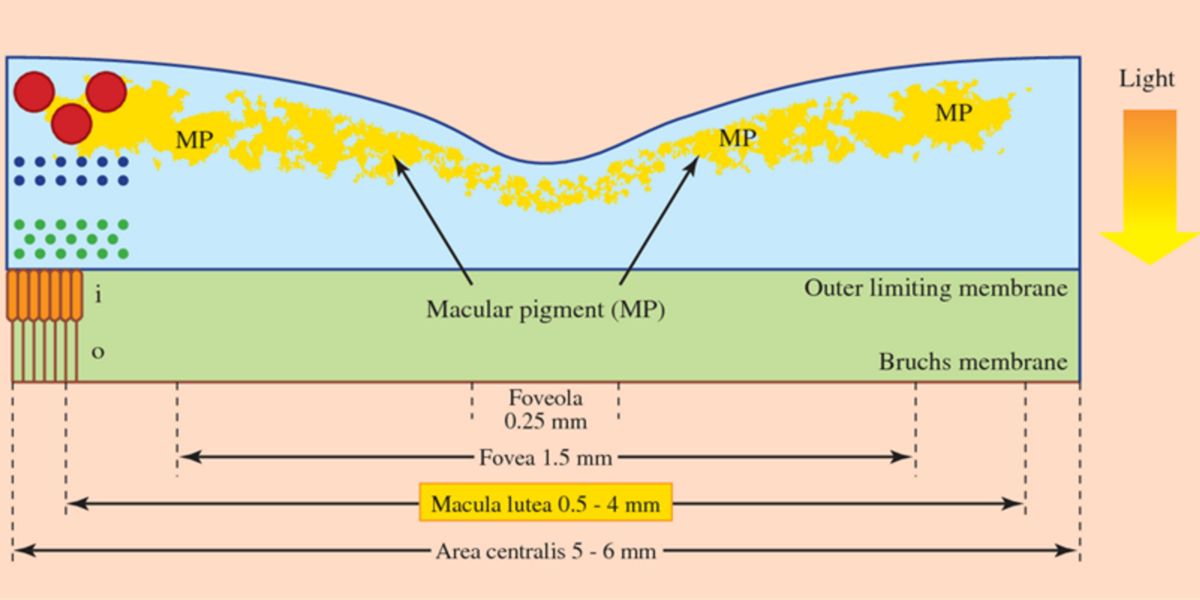 diagrama