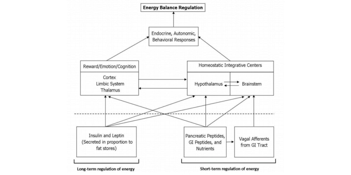 Mecanismos de Regulación de Energía