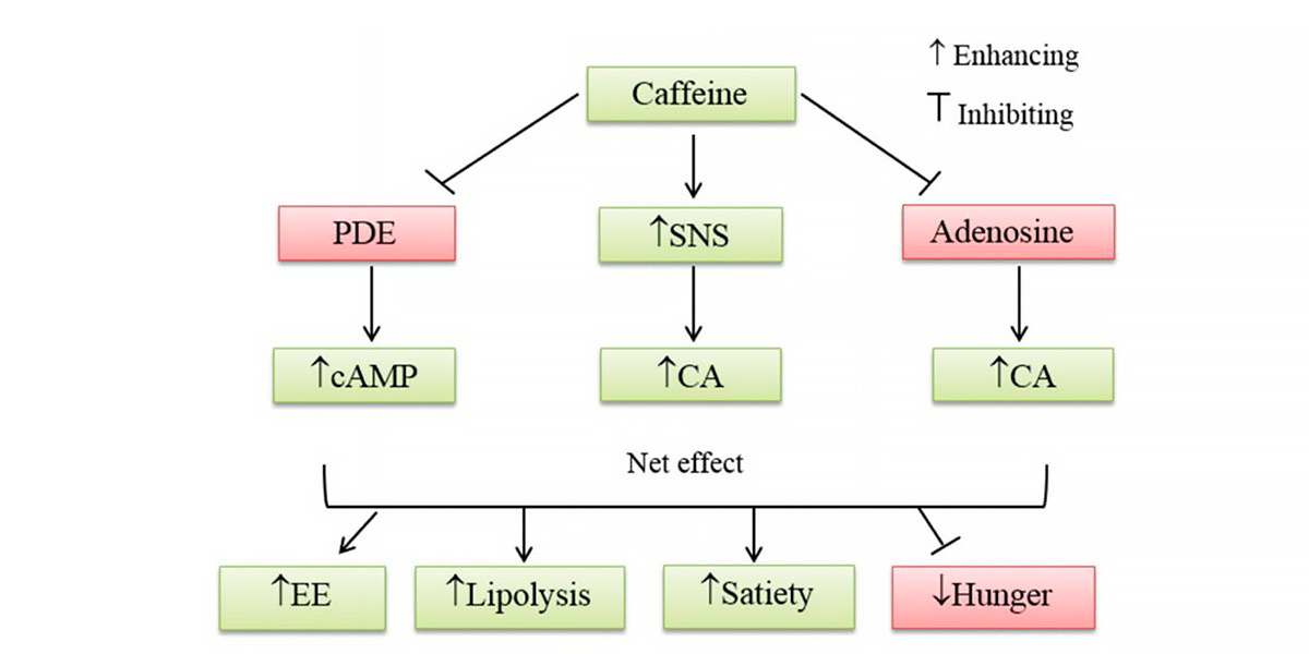 Diagrama Lipólisis