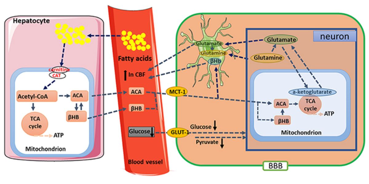 Metabolismo de las cetonas en el eje hígado-sistema vascular-cerebro Metabolismo de las cetonas