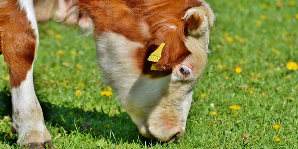 Vaca pastando (Grass-Fed) Vaca pastando