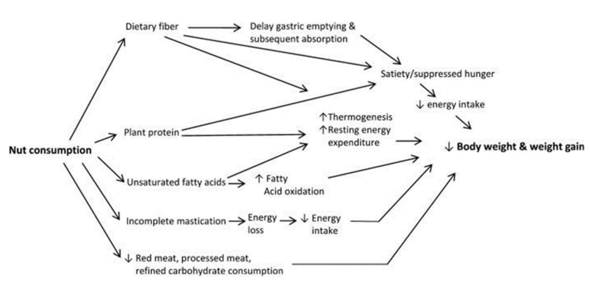 Frutos secos para perder peso Frutos secos para perder peso