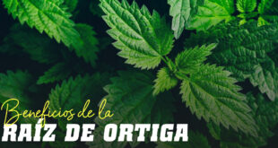 Beneficios de la Raíz de Ortiga