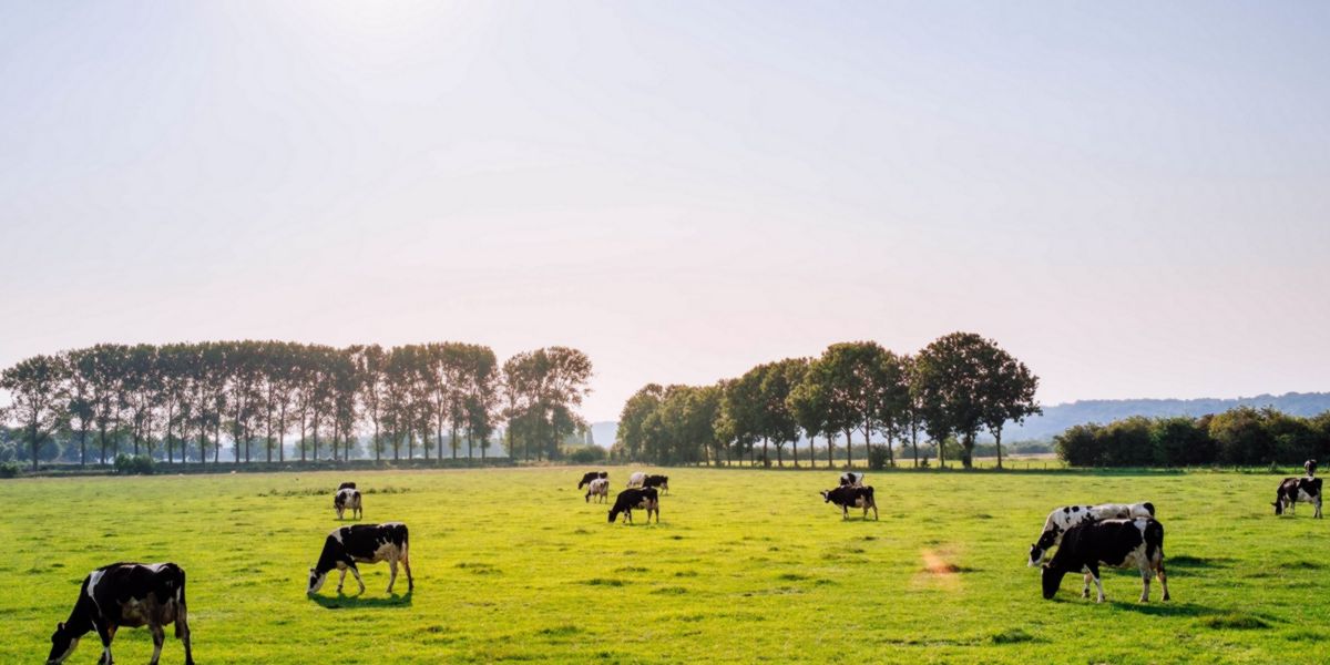 Vaches nourries en liberté