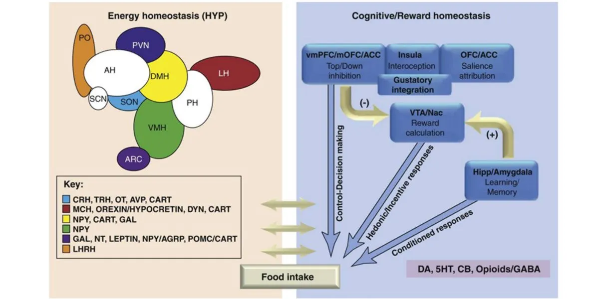 Representación gráfica de (neuro-)hormonas que regulan la homeostasis del apetito. Representación gráfica de (neuro-)hormonas que regulan la homeostasis del apetito.