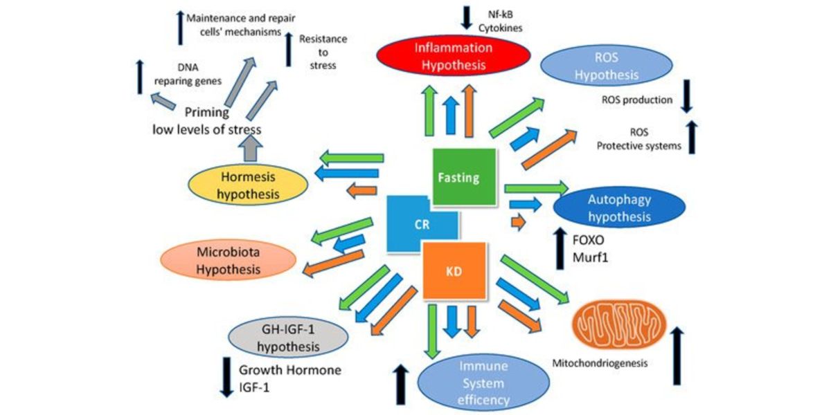¿Son compatibles Keto y Ayuno?