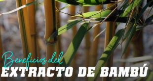 Propiedades del Extracto de Bambú
