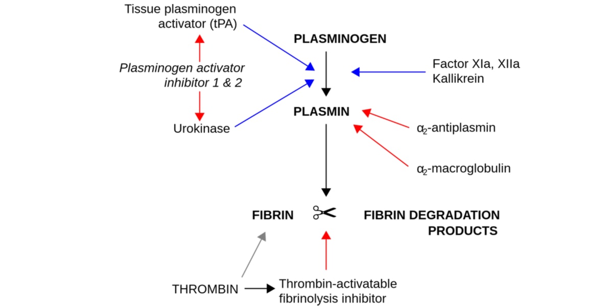 Nattokinasa propiedades fibrinolíticas Nattokinasa propiedades fibrinolíticas