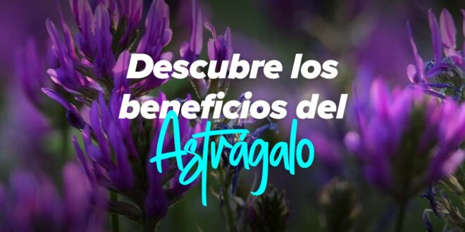 Astrágalus: la planta medicinal con múltiples propiedades y beneficios