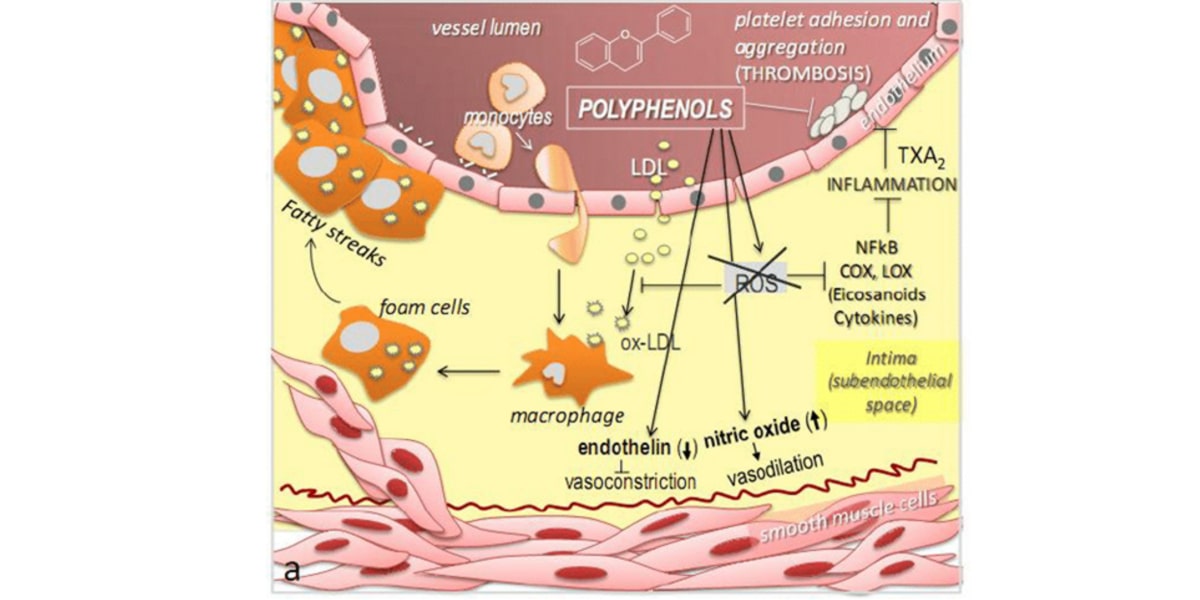 Semilla uva cardiovascular