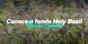 campo con plantas de Albahaca Sagrada