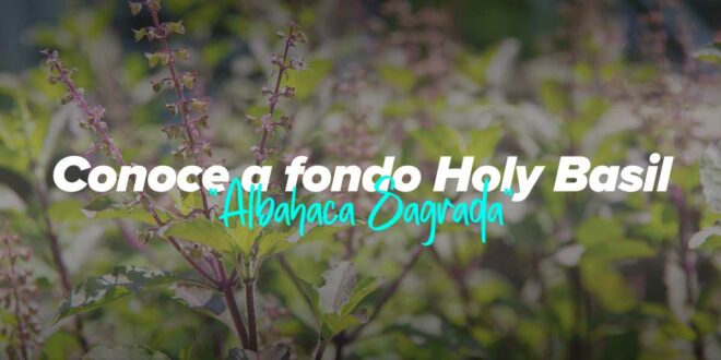 Propiedades y contradicciones del Holy Basil