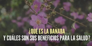 ¿Qué es la Banaba y cuáles son sus beneficios para la salud?
