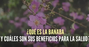 ¿Qué es la Banaba y cuáles son sus beneficios para la salud?