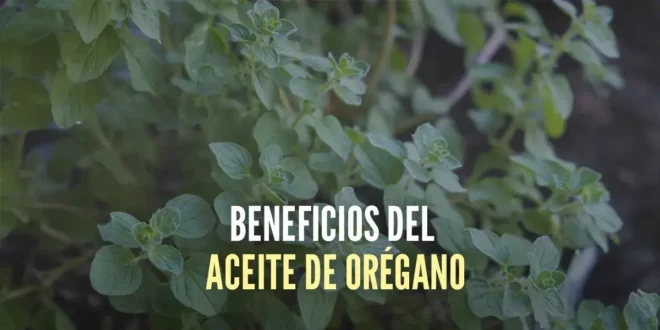 ¿Qué beneficios tiene el Aceite de Orégano y cómo tomarlo?