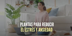 Las 10 mejores plantas para reducir el estrés y la ansiedad