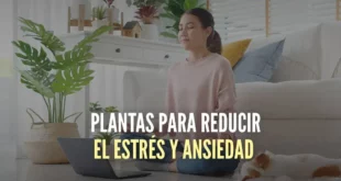 Las 10 mejores plantas para reducir el estrés y la ansiedad
