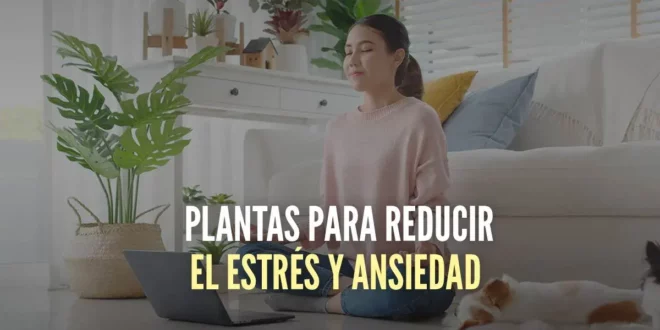 Las 10 mejores plantas para reducir el estrés y la ansiedad