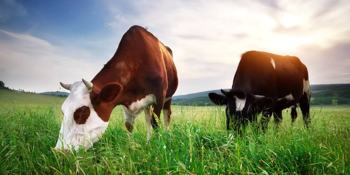 Vacas alimentadas con pastos