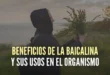 Baicalina y sus propiedades antioxidantes