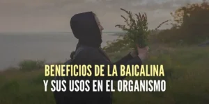 Baicalina y sus propiedades antioxidantes