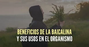 Baicalina y sus propiedades antioxidantes