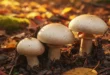 Propiedades y valor nutricional del Agaricus bisporus