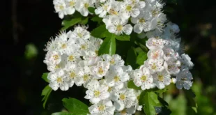 Espino Blanco: El aliado natural para tu salud cardiovascular