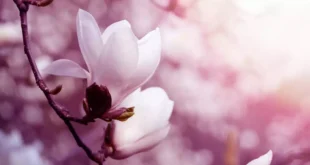 Extracto de magnolia: beneficios, efectos y cómo tomarlo correctamente