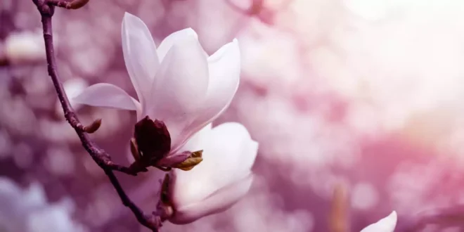 Extracto de magnolia: beneficios, efectos y cómo tomarlo correctamente Extracto de magnolia: beneficios, efectos y cómo tomarlo correctamente