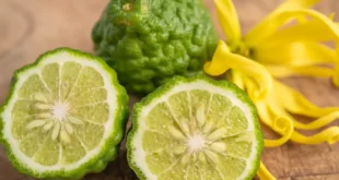 Bergamota: Qué es, propiedades y por qué elegir un extracto estandarizado