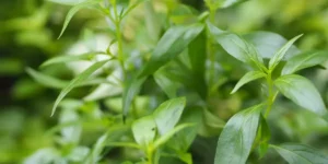 Beneficios de la Andrographis para tu sistema inmunitario