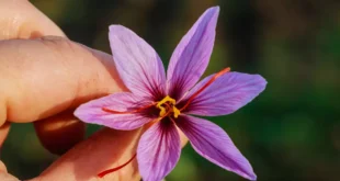Saffron