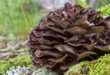 Beneficios y propiedades del hongo Maitake