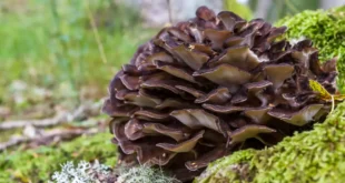 Beneficios y propiedades del hongo Maitake