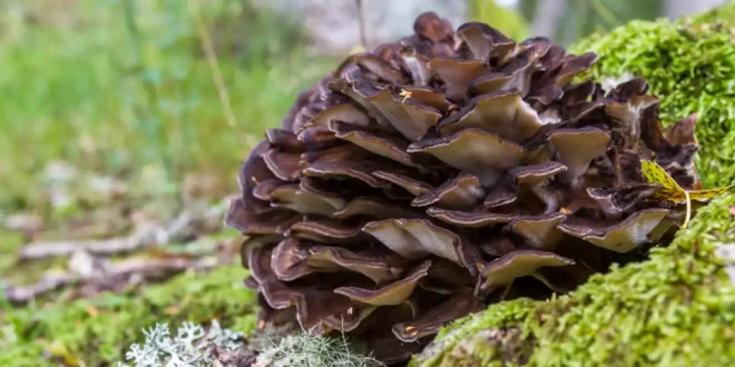 Beneficios y propiedades del hongo Maitake en el organismo Beneficios y propiedades del hongo Maitake en el organismo