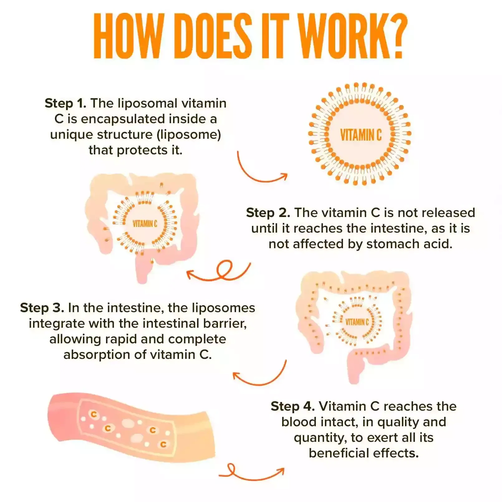 Buy Liposomal Vitamin C - Maximum absorption