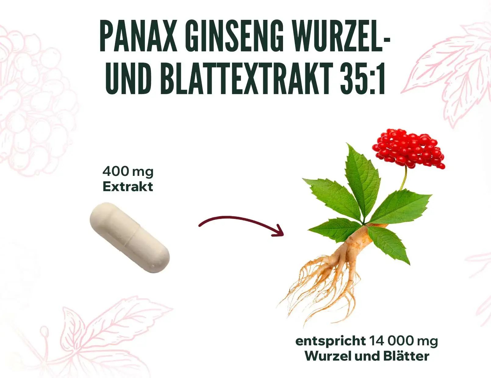 fplus 4 Panax Ginseng-Extrakt